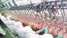 Cresce participao do Paran nas exportaes de carne de frango